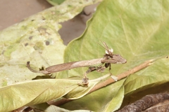 Stenophylla lobivertex