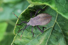 Anoplocnemis