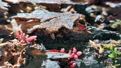 Ascocoryne sarcoides