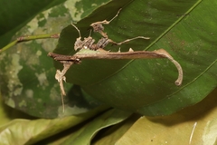 Stenophylla lobivertex