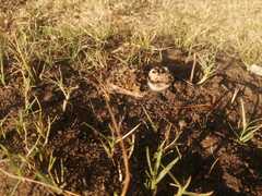 Vanellus coronatus