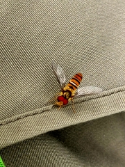 Episyrphus