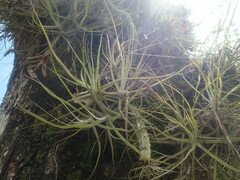 Tillandsia schiedeana