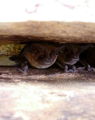 Nyctinomops laticaudatus