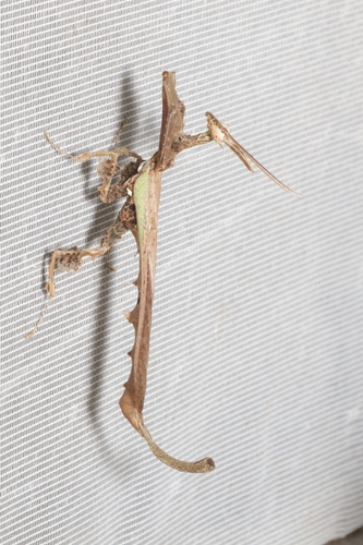 Dragon Mantis