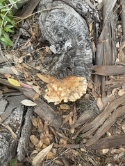 Laetiporus gilbertsonii