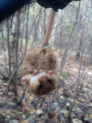 Muscardinus avellanarius