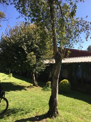 Aristotelia chilensis