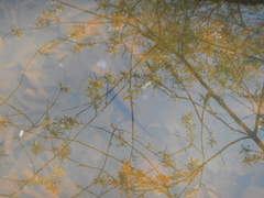 Ichthyosaura alpestris