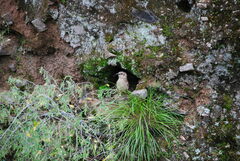 Upucerthia validirostris