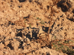 Calandrella brachydactyla