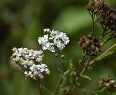 Achillea