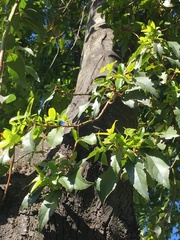 Aristotelia chilensis