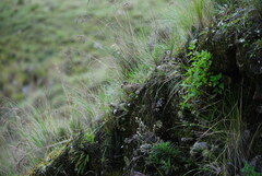 Upucerthia validirostris