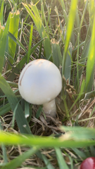 Leucoagaricus leucothites