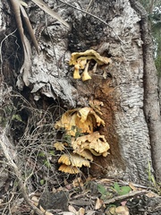 Laetiporus gilbertsonii