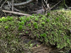 Rhodobryum