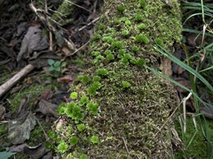 Rhodobryum