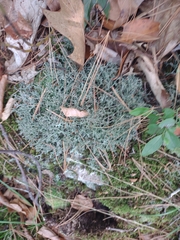 Cladonia furcata