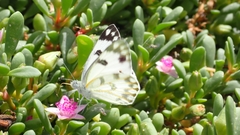 Pontia glauconome