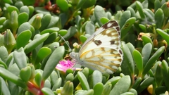Pontia glauconome