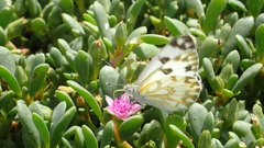Pontia glauconome