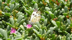 Pontia glauconome