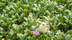 Pontia glauconome