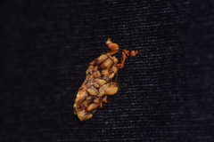 Phobetron hipparchia