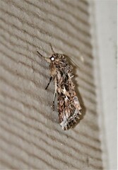 Spodoptera ornithogalli