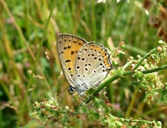 Lycaena alciphron