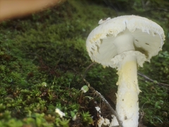Amanita rhoadsii