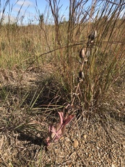 Penstemon grandiflorus