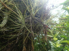 Tillandsia schiedeana