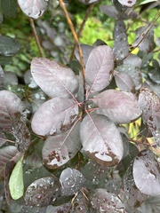 Cotinus