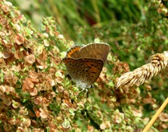 Lycaena alciphron