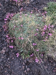 Saponaria sicula