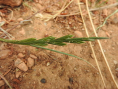 Lolium rigidum
