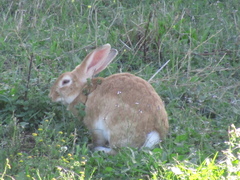 Oryctolagus cuniculus domesticus