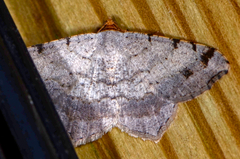 Macaria bisignata