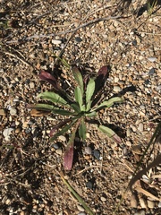 Solidago simplex