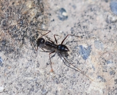 Paratrechina longicornis