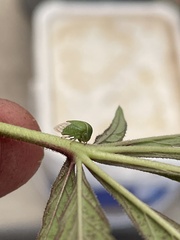 Smiliinae
