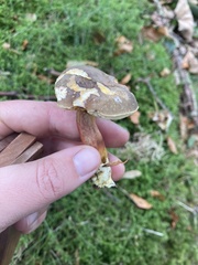 Xerocomellus pruinatus