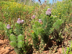 Serruria brownii