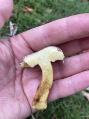 Xerocomellus pruinatus