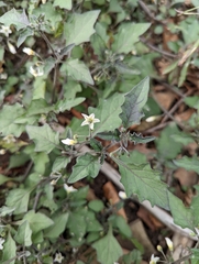 Solanum nigrum