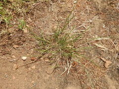 Lolium rigidum