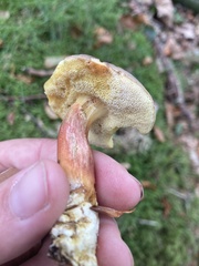 Xerocomellus pruinatus