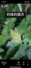 Kurixalus eiffingeri